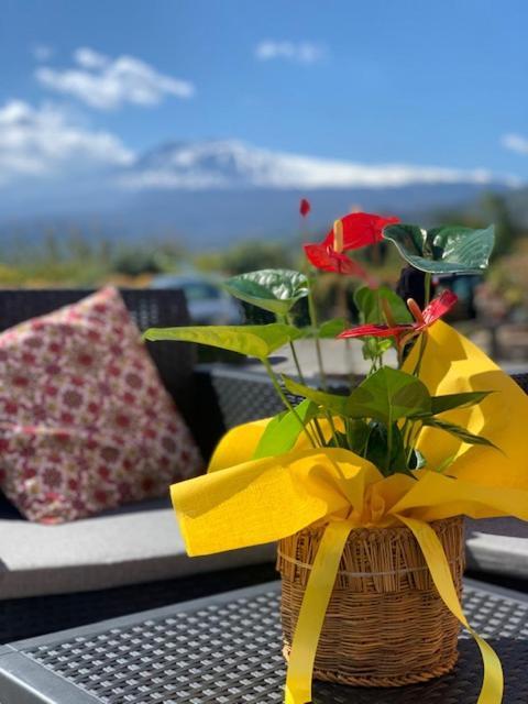 ترابيتيلو La Pomelia B&B Sofia المظهر الخارجي الصورة