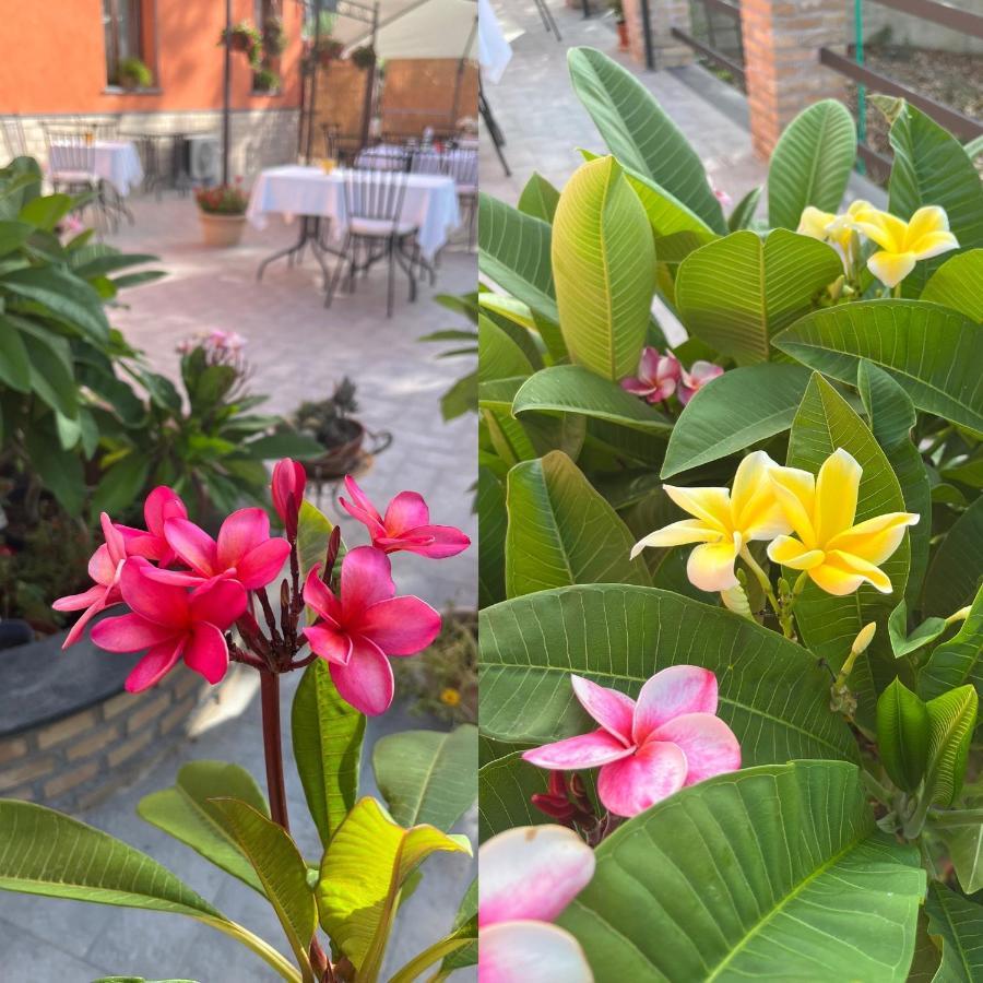 ترابيتيلو La Pomelia B&B Sofia المظهر الخارجي الصورة
